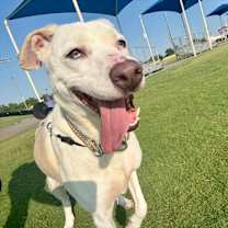 Thumbnail photo of Harley #3