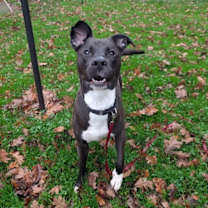 Thumbnail photo of Lyra #3