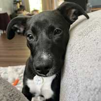 Thumbnail photo of Lyra #4