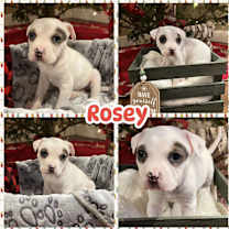 Thumbnail photo of Rosey #2