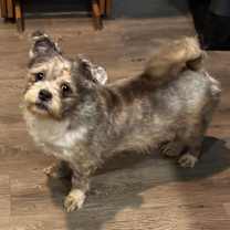 Thumbnail photo of Wormwood #1