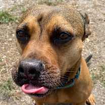 Thumbnail photo of Brandy #3