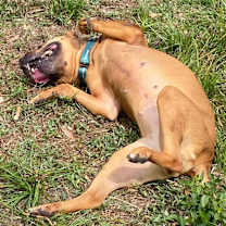 Thumbnail photo of Brandy #4