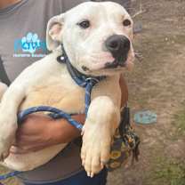 Thumbnail photo of Pubby 2836 #3