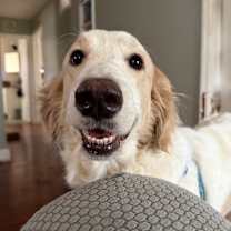 Thumbnail photo of Primrose *adoption pending* #1