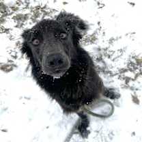 Thumbnail photo of Harley #1