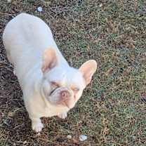 Thumbnail photo of Pearl #2