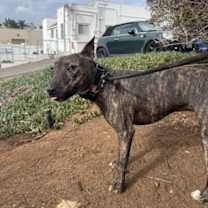 Thumbnail photo of Bella #3