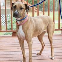 Thumbnail photo of Serafina #2