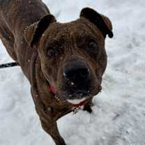 Thumbnail photo of Tiger #1