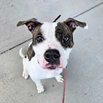 Thumbnail photo of Maple #1