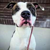 Thumbnail photo of Maple #2