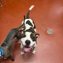 Thumbnail photo of Maple #3