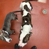 Thumbnail photo of Maple #4