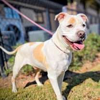 Thumbnail photo of Beau #1