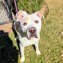 Thumbnail photo of Beau #2