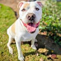 Thumbnail photo of Beau #3