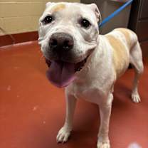 Thumbnail photo of Beau #4