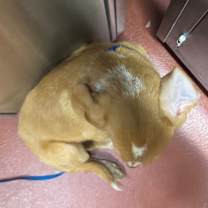 Thumbnail photo of Pierre #3