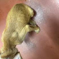 Thumbnail photo of Pierre #4