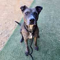 Thumbnail photo of Puck #1