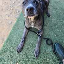 Thumbnail photo of Puck #3