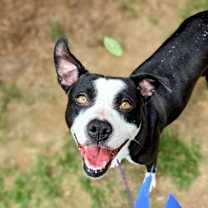 Thumbnail photo of Luna #2