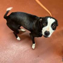 Thumbnail photo of Luna #4