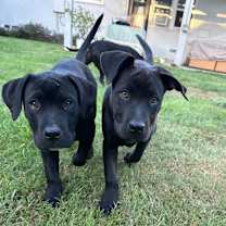 Thumbnail photo of Elle #4