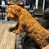 Thumbnail photo of Dory #3