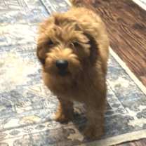 Thumbnail photo of Dory #4