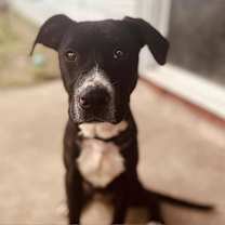 Thumbnail photo of Benji #2