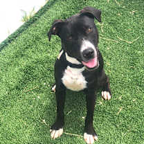 Thumbnail photo of Benji #3