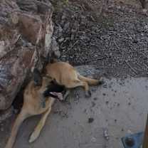 Thumbnail photo of Kiki #4