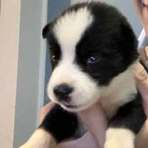 Thumbnail photo of Blaze Ski #2