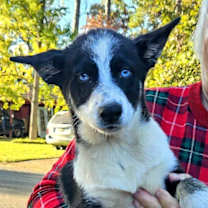 Thumbnail photo of Blaze Ski #3