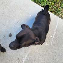 Thumbnail photo of Milo #4