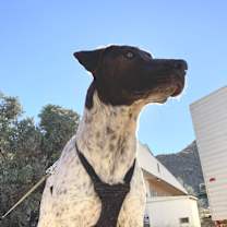 Thumbnail photo of Misty #2