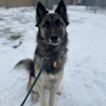 Thumbnail photo of Woolly 70 #3