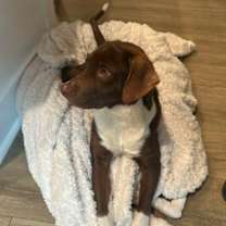 Thumbnail photo of Arteides #2