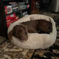 Thumbnail photo of Arteides #3