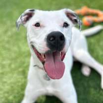 Thumbnail photo of Buck #1