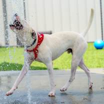 Thumbnail photo of Buck #2