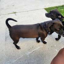 Thumbnail photo of Bruno #2