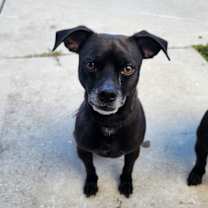 Thumbnail photo of Bruno #3