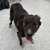 Thumbnail photo of Harley #2