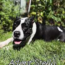 Thumbnail photo of Stella #1