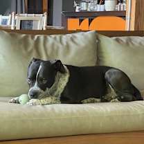 Thumbnail photo of Dr. Pepper #1