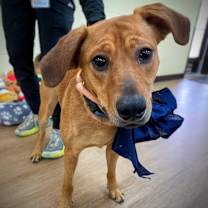 Thumbnail photo of Sweet Potato #1