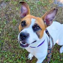 Thumbnail photo of Yogurt #1